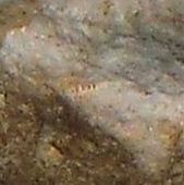 Diese unbekannte fossilie ist 
häufig vorhanden. Ähnlichkeit
mit der Fossilie auf dem 
Dünnschliff