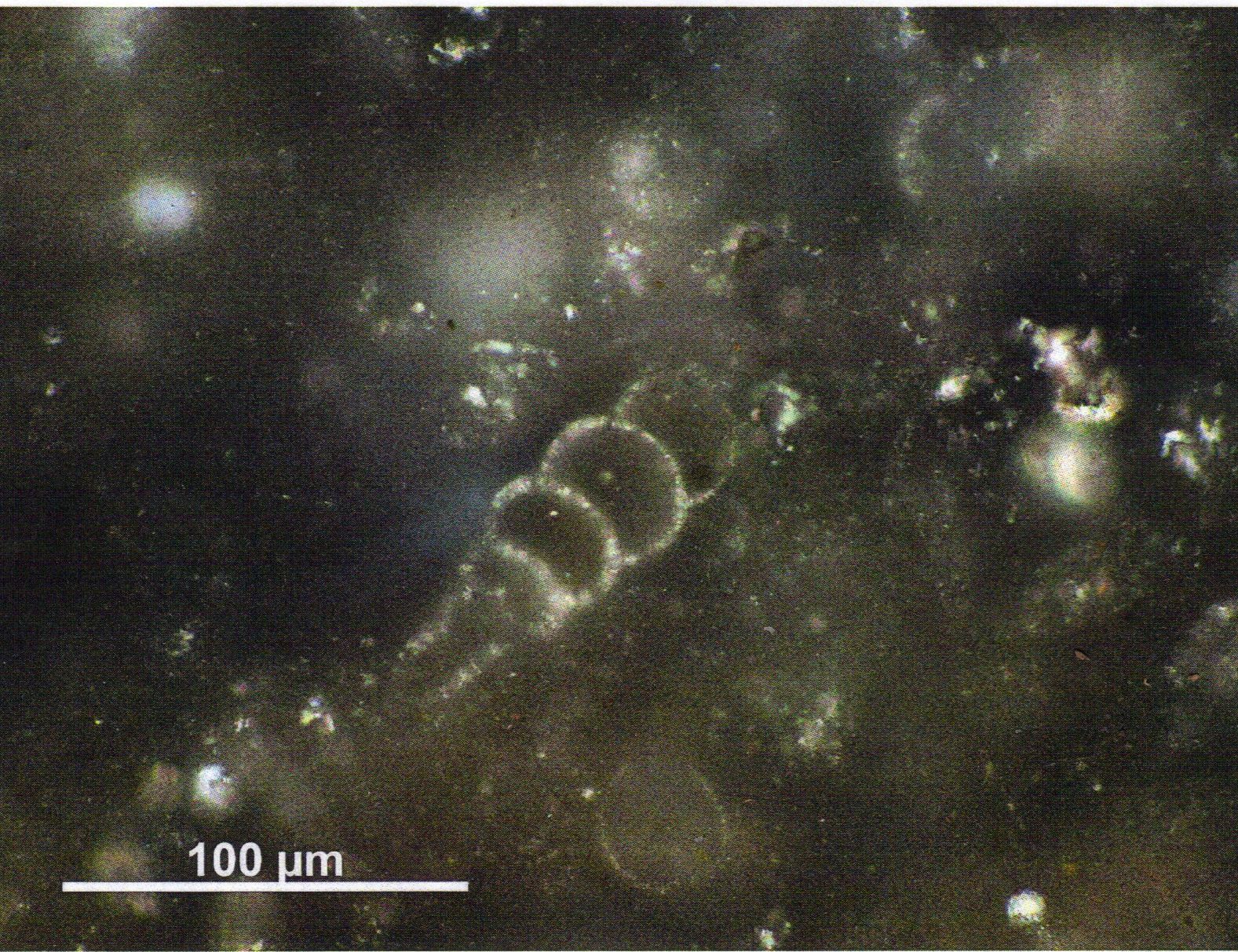 Dieses Dünnschliffergebniss zeigt die häufig vorhandene Fossilie bei dem Übergang in die Diagenese.