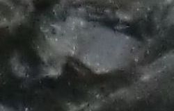 Fragmentierte Fossilie mit gut
erhaltenem Auge